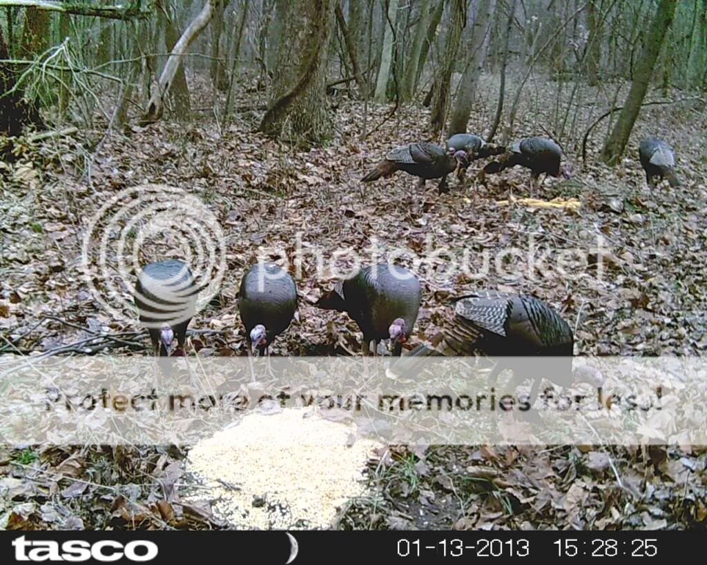 How to attract turkeys to your property Indiana Sportsman Forum