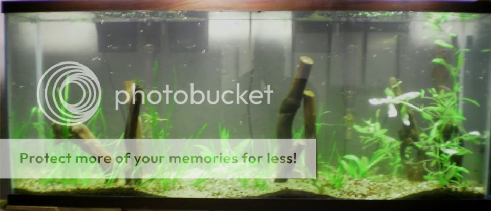 stocking ideas for a 55 gallon planted tank haas forum