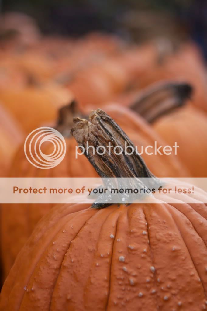 IMAGE: http://i658.photobucket.com/albums/uu307/NeMahooch/IMG_4118.jpg