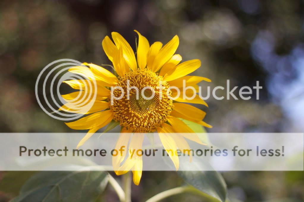 IMAGE: http://i658.photobucket.com/albums/uu307/NeMahooch/IMG_5884.jpg