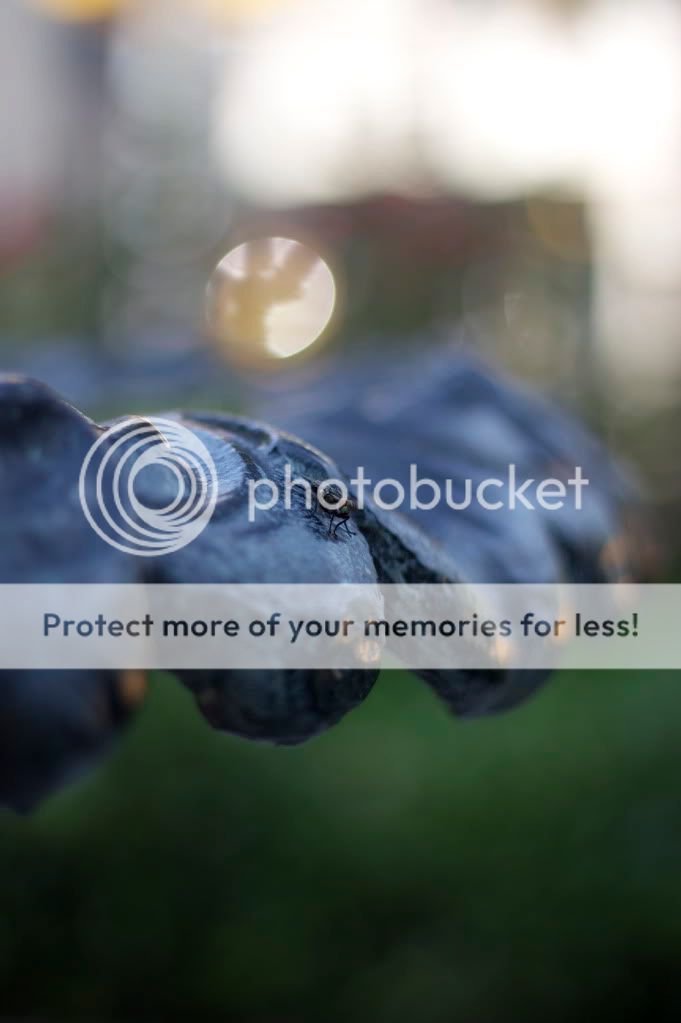 IMAGE: http://i658.photobucket.com/albums/uu307/NeMahooch/IMG_5945.jpg