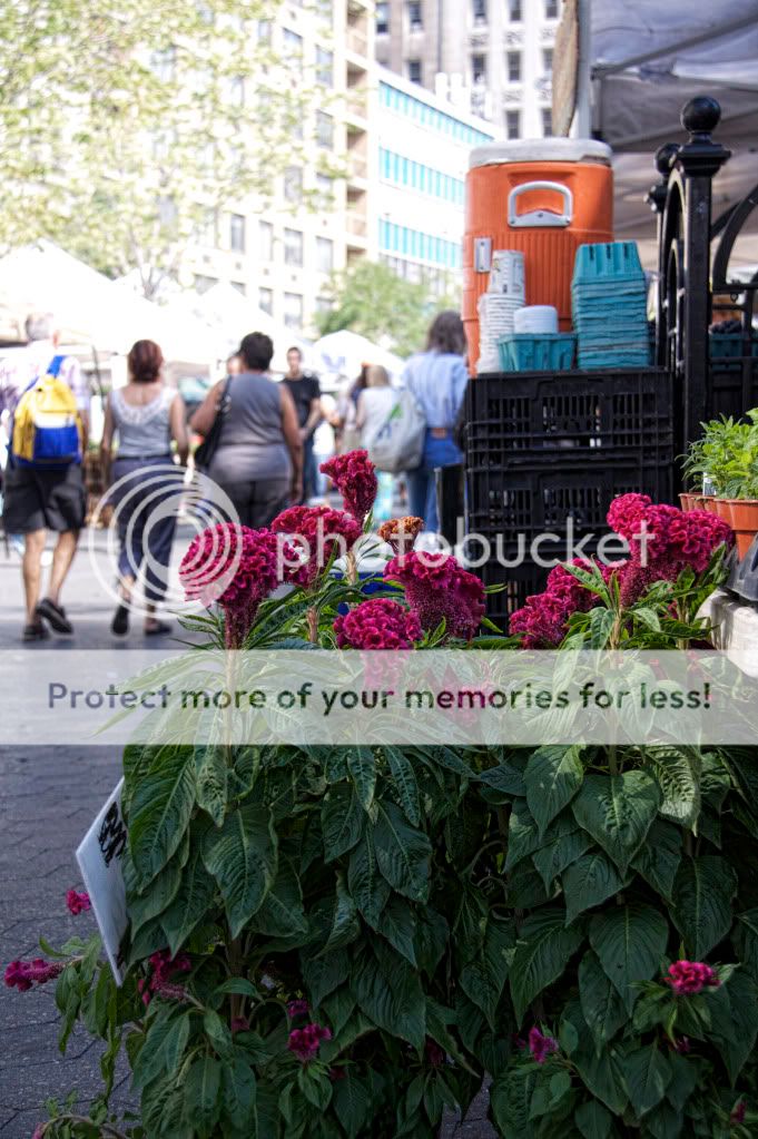 IMAGE: http://i658.photobucket.com/albums/uu307/NeMahooch/renaissance%20faire/IMG_7076.jpg