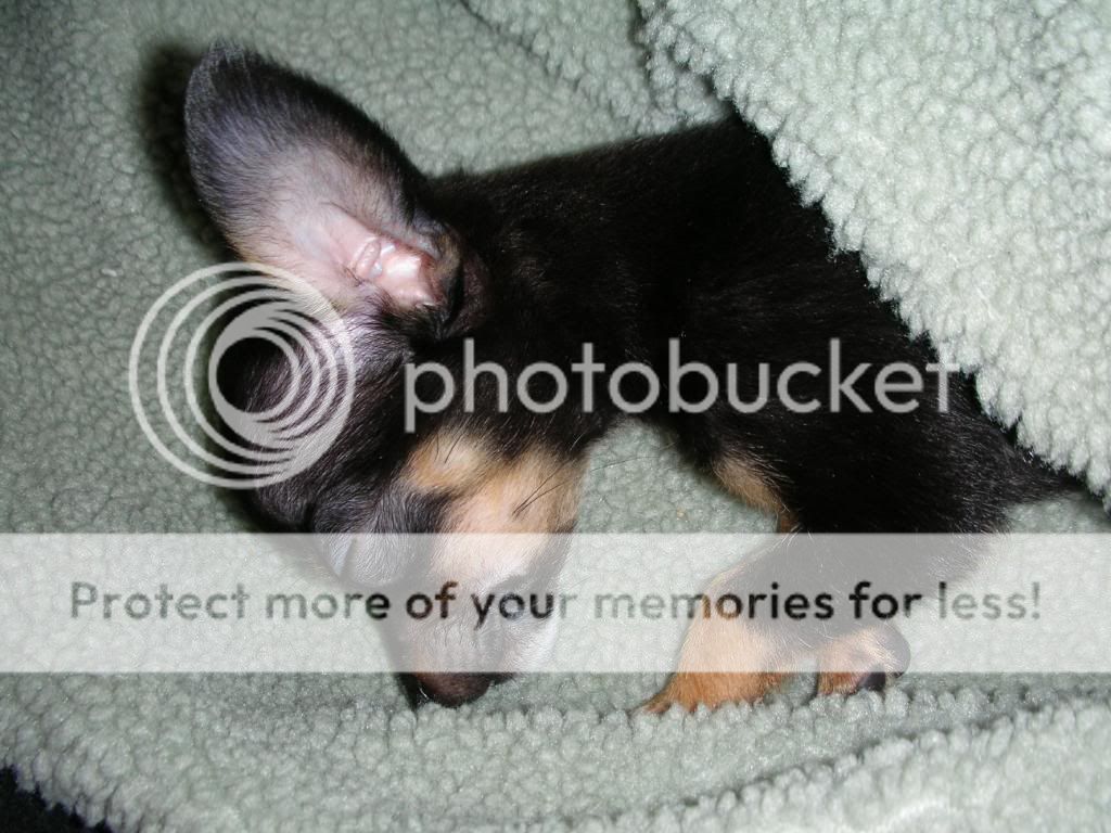 PuppyTired.jpg Puppy Tired image by Pabs_Dr