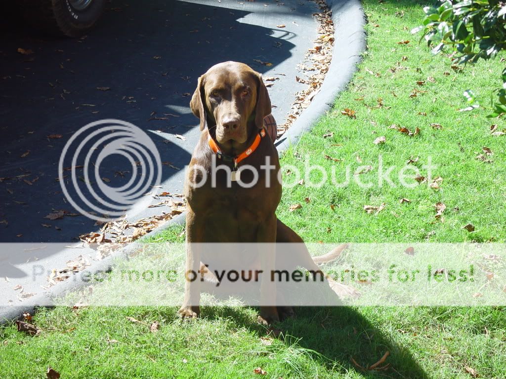 Dogs Graphics, Pictures, & Images for Myspace Layouts Dogs Graphics, Pictures, & Images for Myspace Layouts