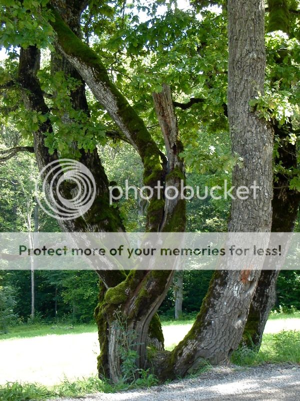 photo IMG_6503.jpg