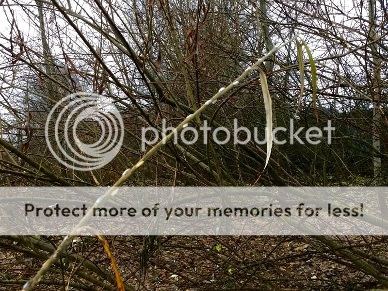 photo image_11.jpeg