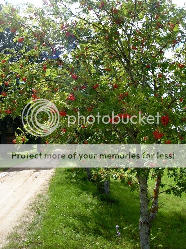 photo IMG_6583.jpg